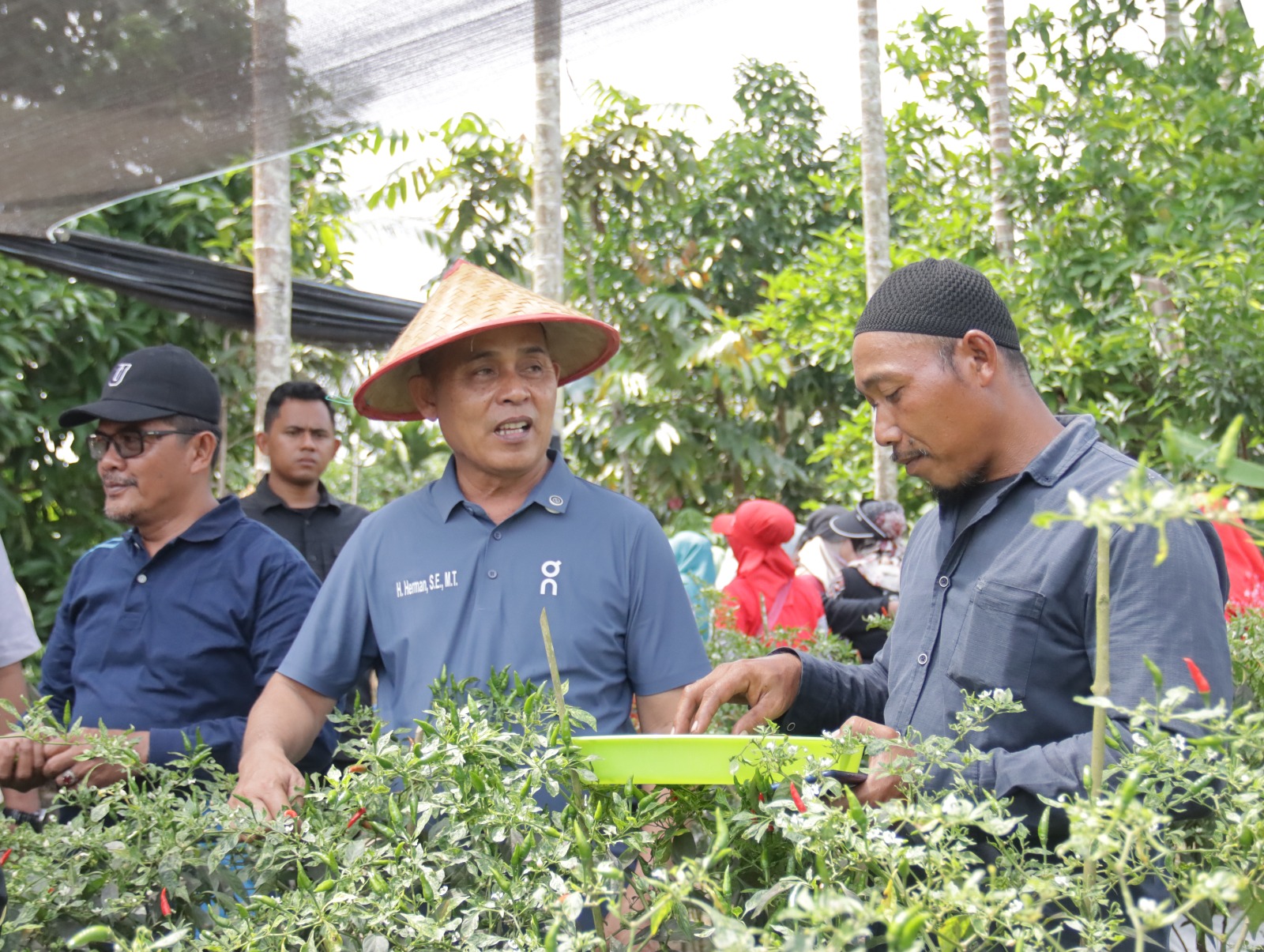 Bupati Herman Lakukan Tanam dan Panen Cabe, Bentuk Upaya Serius Pemkab Inhil  Tekan Angka Inflasi
